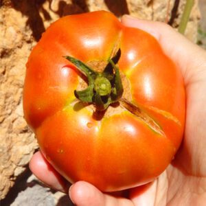 Tomate ensalada (500g) PRODUCCIÓN PROPIA